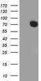 ETS Variant 4 antibody, TA811406S, Origene, Western Blot image 