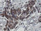 Mitochondrial Ribosomal Protein S27 antibody, LS-C175211, Lifespan Biosciences, Immunohistochemistry frozen image 