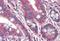 RUN And FYVE Domain Containing 1 antibody, NBP1-68865, Novus Biologicals, Immunohistochemistry paraffin image 