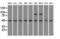 LEM Domain Containing 3 antibody, LS-C114871, Lifespan Biosciences, Western Blot image 