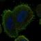 Armadillo Like Helical Domain Containing 4 antibody, NBP2-55607, Novus Biologicals, Immunocytochemistry image 