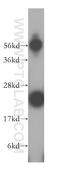 Lipopolysaccharide-induced tumor necrosis factor-alpha factor antibody, 16797-1-AP, Proteintech Group, Western Blot image 
