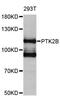 Protein Tyrosine Kinase 2 Beta antibody, MBS126019, MyBioSource, Western Blot image 
