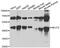 Negative elongation factor E antibody, PA5-77095, Invitrogen Antibodies, Western Blot image 