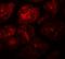 XK Related 8 antibody, LS-B12131, Lifespan Biosciences, Immunofluorescence image 
