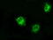 Lysyl Oxidase antibody, M00575-3, Boster Biological Technology, Immunofluorescence image 