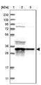 ATPase H+ Transporting V1 Subunit D antibody, NBP1-88895, Novus Biologicals, Western Blot image 