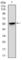 BPI Fold Containing Family B Member 1 antibody, abx011889, Abbexa, Western Blot image 