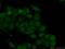 Tripartite Motif Containing 24 antibody, 14208-1-AP, Proteintech Group, Immunofluorescence image 