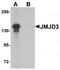 KDM6B antibody, TA319844, Origene, Western Blot image 