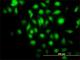 BCL2 Associated Athanogene 1 antibody, H00000573-M02, Novus Biologicals, Immunofluorescence image 