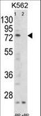 Folliculin antibody, LS-C166173, Lifespan Biosciences, Western Blot image 
