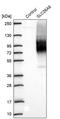 Solute Carrier Family 26 Member 6 antibody, PA5-61722, Invitrogen Antibodies, Western Blot image 