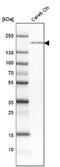 Protein Tyrosine Phosphatase Receptor Type T antibody, NBP1-81524, Novus Biologicals, Western Blot image 