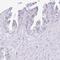 Proline Rich 15 antibody, PA5-61655, Invitrogen Antibodies, Immunohistochemistry frozen image 