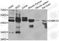 Calcium/Calmodulin Dependent Protein Kinase ID antibody, A7512, ABclonal Technology, Western Blot image 