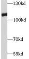 RB Transcriptional Corepressor 1 antibody, FNab07141, FineTest, Western Blot image 