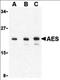 Groucho antibody, orb86676, Biorbyt, Western Blot image 