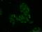 Protein Inhibitor Of Activated STAT 3 antibody, 13486-1-AP, Proteintech Group, Immunofluorescence image 