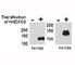 Histone Deacetylase 9 antibody, F41192-0.4ML, NSJ Bioreagents, Immunoprecipitation image 