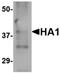 Hemagglutinin antibody, orb75865, Biorbyt, Western Blot image 