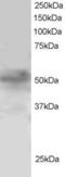 Forkhead Box Q1 antibody, EB06032, Everest Biotech, Western Blot image 