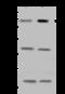 CDC42 Binding Protein Kinase Beta antibody, 203697-T36, Sino Biological, Western Blot image 