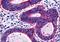 G Protein-Coupled Receptor 45 antibody, orb84839, Biorbyt, Immunohistochemistry paraffin image 