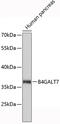 Beta-1,4-Galactosyltransferase 7 antibody, 19-396, ProSci, Western Blot image 