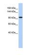 Myelin gene regulatory factor antibody, orb324535, Biorbyt, Western Blot image 