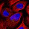 Lysyl Oxidase Like 4 antibody, HPA037609, Atlas Antibodies, Immunofluorescence image 
