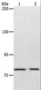 ATP Binding Cassette Subfamily B Member 6 (Langereis Blood Group) antibody, LS-B15310, Lifespan Biosciences, Western Blot image 