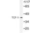 HNF1 Homeobox A antibody, AP06685PU-N, Origene, Western Blot image 