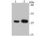 B Cell Receptor Associated Protein 31 antibody, A03767-2, Boster Biological Technology, Western Blot image 