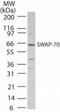 Switch-associated protein 70 antibody, NB100-56430, Novus Biologicals, Western Blot image 