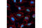 Nucleolin antibody, 14574S, Cell Signaling Technology, Immunocytochemistry image 