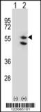 Elongation factor Tu, mitochondrial antibody, 56-732, ProSci, Western Blot image 