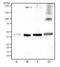 Isocitrate dehydrogenase [NADP], mitochondrial antibody, TA336931, Origene, Western Blot image 