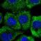 Ring Finger Protein 207 antibody, HPA042535, Atlas Antibodies, Immunofluorescence image 