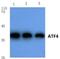 ATF4 antibody, AP06024PU-N, Origene, Western Blot image 