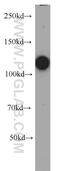 RB Transcriptional Corepressor 1 antibody, 10048-2-Ig, Proteintech Group, Western Blot image 