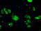 Cytochrome P450 Oxidoreductase antibody, TA500613, Origene, Immunofluorescence image 