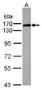 Scaffold Attachment Factor B2 antibody, PA5-30325, Invitrogen Antibodies, Western Blot image 