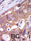 Protein Kinase D1 antibody, abx033121, Abbexa, Western Blot image 