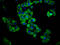 Probable G-protein coupled receptor 174 antibody, LS-C680544, Lifespan Biosciences, Immunofluorescence image 