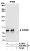 Diacylglycerol Lipase Beta antibody, A304-480A, Bethyl Labs, Immunoprecipitation image 