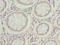 Mitochondrial Ribosomal Protein L14 antibody, A62982-100, Epigentek, Immunohistochemistry paraffin image 