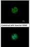 Cation Channel Sperm Associated Auxiliary Subunit Beta antibody, PA5-31585, Invitrogen Antibodies, Immunofluorescence image 