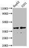 Alpha-1-Microglobulin/Bikunin Precursor antibody, CSB-PA001654YA01HU, Cusabio, Western Blot image 