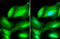 Lymphocyte Cytosolic Protein 1 antibody, GTX105789, GeneTex, Immunofluorescence image 